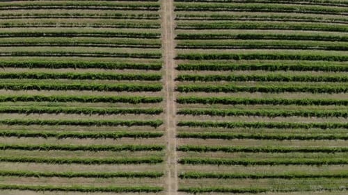 Luftaufnahme des Weinbergs. Wunderschöne Reihen und Landschaft
