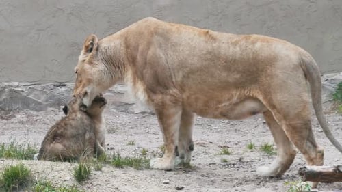 Löwin Mutter und ihr Baby Lions