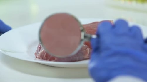 Scientifique regardant à travers une loupe un échantillon de viande, contrôle de la qualité