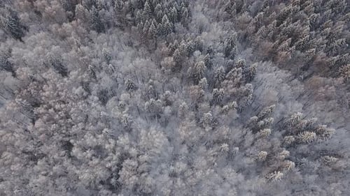 Paisaje de invierno con bosque.