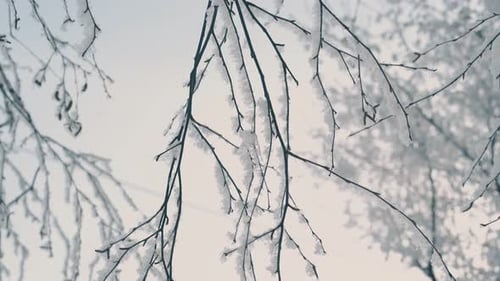 Tree Thin Twigs Covered with Shining Frost in Winter Wood