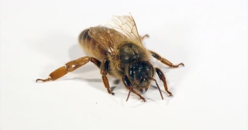 European Honey Bee, apis mellifera, Queen against White Background, Normandy, Real Time 4K