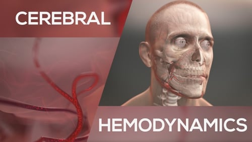 3D Animation of Human Head Anatomy with Nerves and Blood Vessels