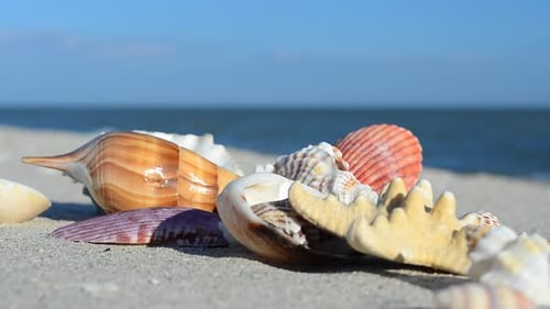 Cockleshells 47