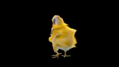 30 pollitos bailando HD