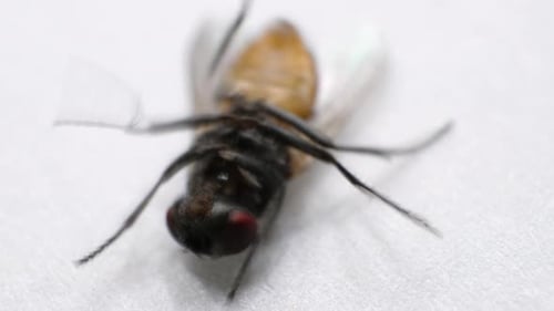 Fliege in Bewegung