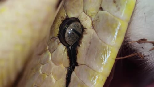 Gros plan d'un œil de python réticulé