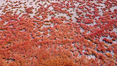 Aerial View of Red Desert Vegetation