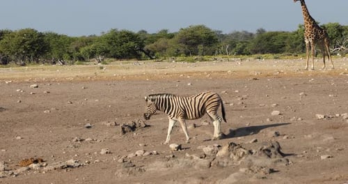 zebra go to waterhole Namibia wildlife safari