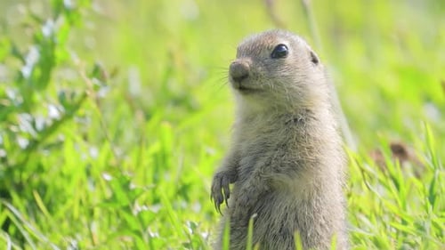 Esquilo terrestre caucasiano da montanha ou esquilo terrestre Elbrus Spermophilus Musicus