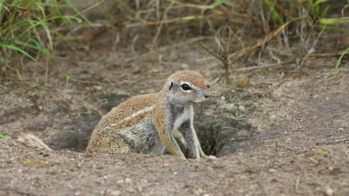 Watchful African Ground Squirrels At Central Kalahari Game Reserve In Botswana. CloseUp