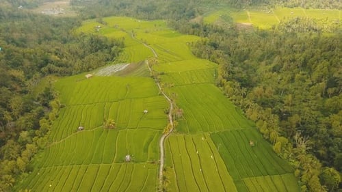Landschaft mit Reisterrassenfeld Bali, Indonesien
