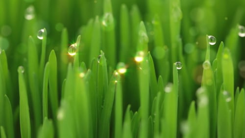Green Grass Blades Covered in Dew