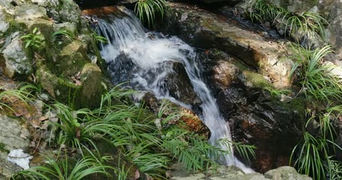 Cascade River im Wald