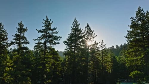 Pine Tree Forest in Mountains of Lake Tahoe In California