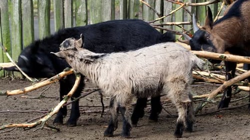 Groupe chèvres (Capra hircus), groupe d'animaux