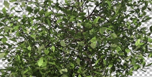 Realistic Animated Green Bush with Swaying Leaves