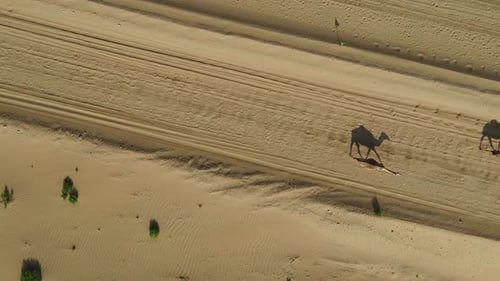 Aerial view above of a group of camels walking in the desert, U.A.E.