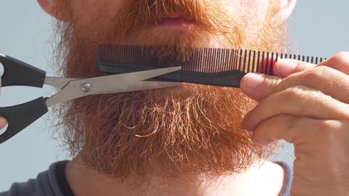 Man Trimming Ginger Beard with Scissors and Comb