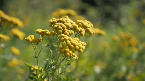 Yellow Tansy Flowers in a Rural Field