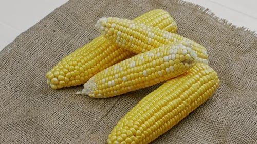 Ears of Corn on Burlap