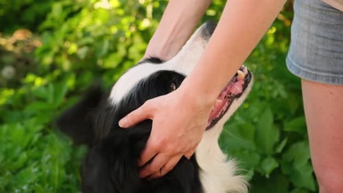 Person Giving Affectionate Dog Head Massage Outdoors