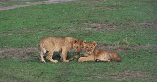 African Lion, panthera leo, cubs, Masai Mara Park in Kenya, Real Time 4K