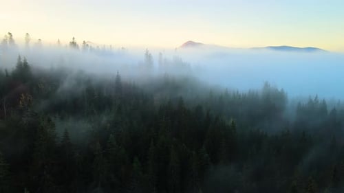 Blick von oben auf die lebendige Landschaft nebliger Wälder mit Pinien, die Berghügel bedecken