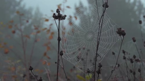 Cobweb in Dewdrops on the Bushes