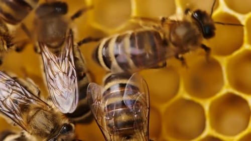 Honeybees on Golden Wax Honeycomb in Macro Close-up