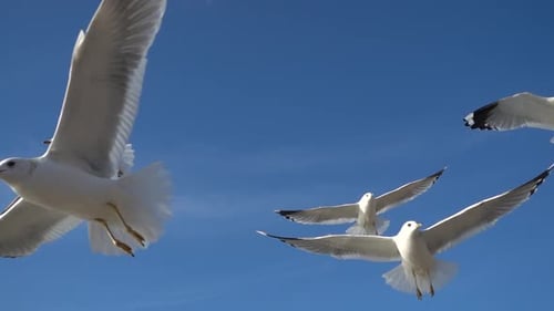 Seagulls soaring and flying against blue sky