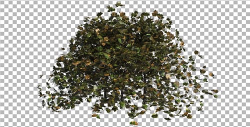 Realistic Green Bush Swaying in Wind Seamless Loop Animation