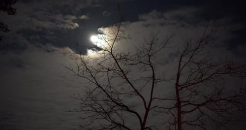 Moonlit Clouds Passing Bare Tree Silhouette at Night