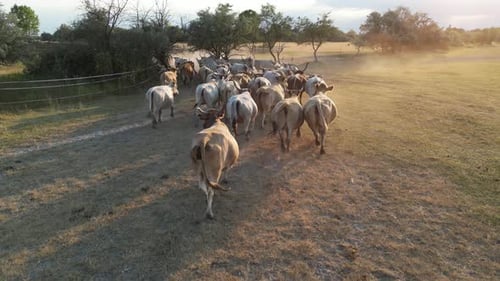 Cattle Herd Moving Through Golden Rural Field