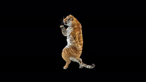 Tiger Tanzen 4K