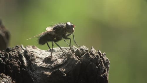 Fly On Bark