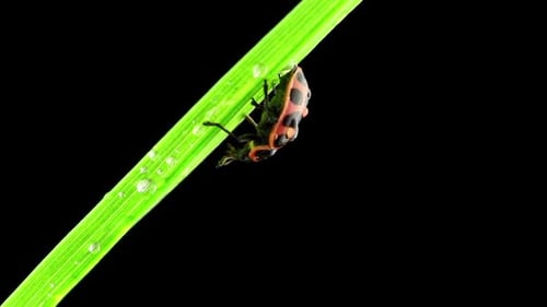 Close Up of a Spotted Red Bug on Grass