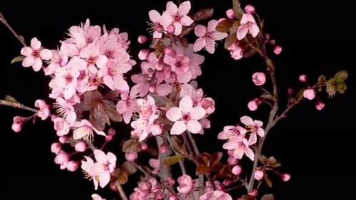 Pink Flowers Blossoms on the Branches Cherry Tree