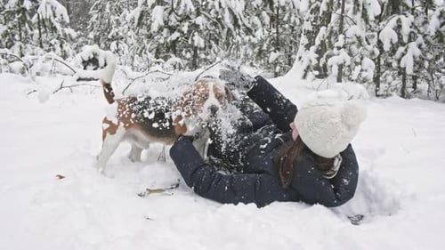 Happy Beagle Dog Playing with His Female Owner During the Walk in the Snowy Winter Forest