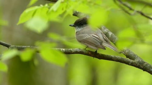 Eastern kingbird bird closeup with a black head resting on a branch.
