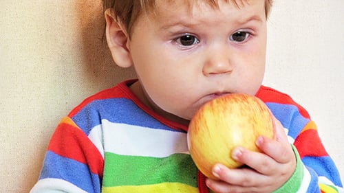 Infant Eating an Apple Close Up Indoors