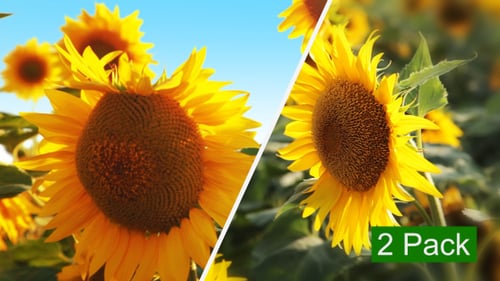 Field of Sunflowers Slow Motion (2-Pack)