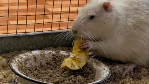 Nutria