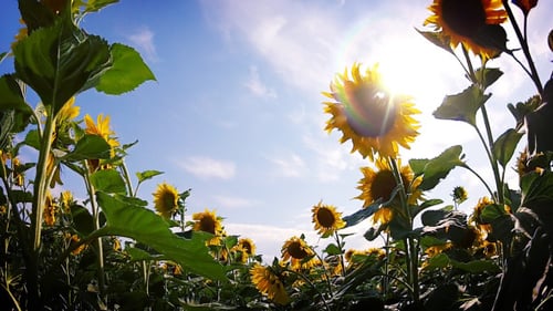 Field of Sunflowers Walk