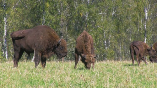 Bison Grazing Peacefully in a Green Meadow