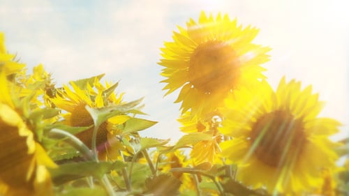 Sunflowers in Field Swaying in the Breeze
