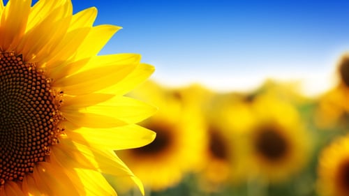Close-Up of Vibrant Sunflowers in Field