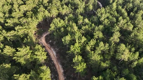 Road in the forest high in the mountains