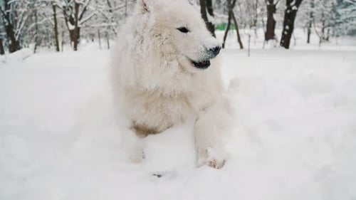 Samoyed Dog in the Park
