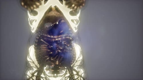 3D Human Anatomy Scan: Skeleton, Organs, and Nervous System